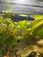 2 vrouwelijke, blauwe beta’s, Vis