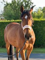 Lieve 10 jarige recreatie ruin, Dieren en Toebehoren, Paarden, Gechipt, B, Ruin, 170 tot 175 cm