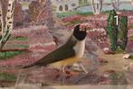 Gouldamadines koud natuurbroed van 2024/2025, Dieren en Toebehoren, Vogels | Overige Vogels