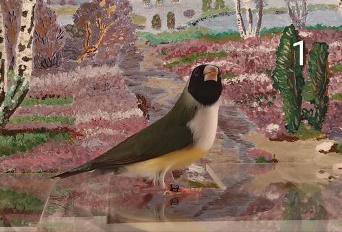 Gouldamadines koud natuurbroed van 2024/2025, Dieren en Toebehoren, Vogels | Overige Vogels