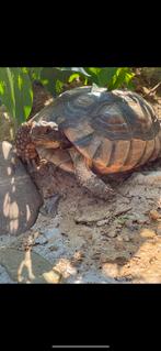 Gezocht : Testudo marginata man, Dieren en Toebehoren, Reptielen en Amfibieën