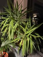 grote yucca van 120 cm hoog voor binnen of buiten, Tuin en Terras, Planten | Tuinplanten, Volle zon, Vaste plant, Zomer, Ophalen