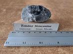 Trilobite (avec des épines d'une beauté exceptionnelle)., Collections, Minéraux & Fossiles, Fossile, Enlèvement ou Envoi