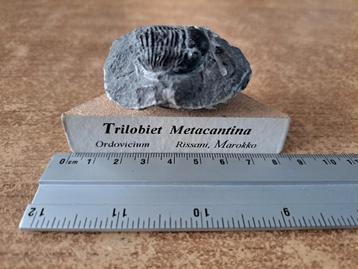 Trilobite (avec des épines d'une beauté exceptionnelle).