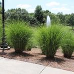 Miscanthus sinensis Gracillimus, Tuin en Terras, Ophalen, Vaste plant, Siergrassen