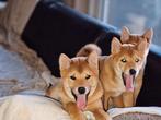 op boerderij gekweekte shiba inu puppy's beschikbaar, Dieren en Toebehoren, België, Fokker | Hobbymatig, Parvo, Overige rassen