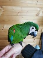 Ara severa freeflight., Dieren en Toebehoren, Vogels | Parkieten en Papegaaien, Geslacht onbekend, Papegaai, Tam