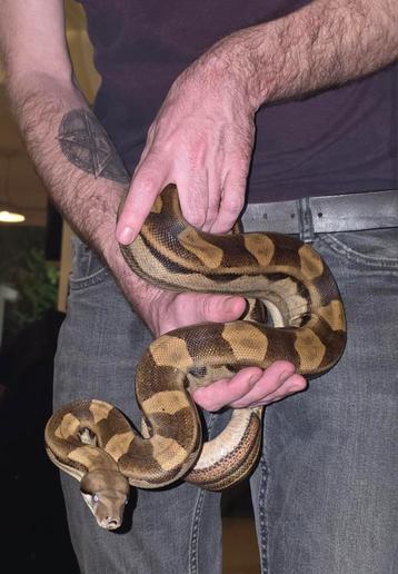 Mooie motley het albino boa constrictor man beschikbaar voor biedingen