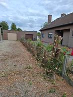 Gratis sparrenhout., Tuin en Terras, Brandhout, Ophalen