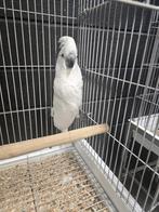 Witkuifkakatoe - Alba pop 2025 met DNA en getest op ziektes, Dieren en Toebehoren, Vrouwelijk, Papegaai, Geringd