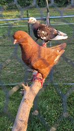 Knappe rode king duif te koop!, Dieren en Toebehoren, Vogels | Duiven