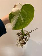 Monstera Deliciosa Albo Variegata #4, Huis en Inrichting, Kamerplanten, Ophalen of Verzenden