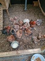 Cochin krielen , nog verschillende kleuren ., Dieren en Toebehoren