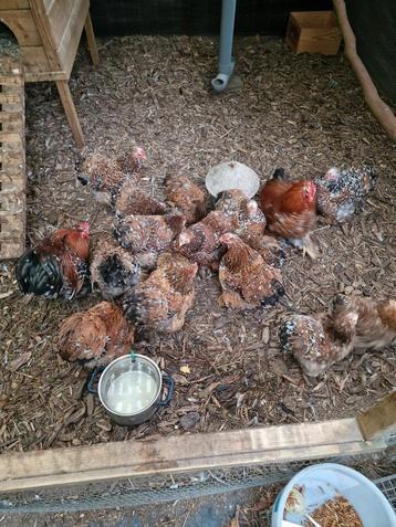 Cochin krielen , nog verschillende kleuren . beschikbaar voor biedingen