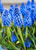 Sacs de graines biologiques 0,75€ par sac, Enlèvement ou Envoi