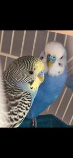 Huisje gezocht voor 2 grasparkietjes, Dieren en Toebehoren