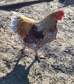 Coq wyandotte doré liseré blanc