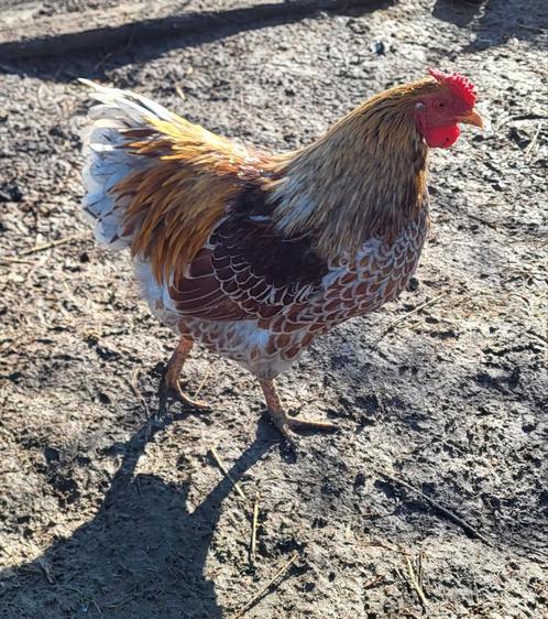 Coq wyandotte doré liseré blanc, Dieren en Toebehoren, Pluimvee