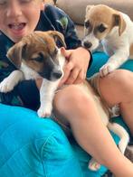 Jack russell Pups, België, Particulier, Jack Russell Terriër, CDV (hondenziekte)