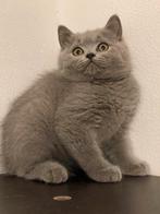britse korthaar kittens klaar voor verhuis enkel vandaag!, Gechipt, Meerdere dieren, 0 tot 2 jaar