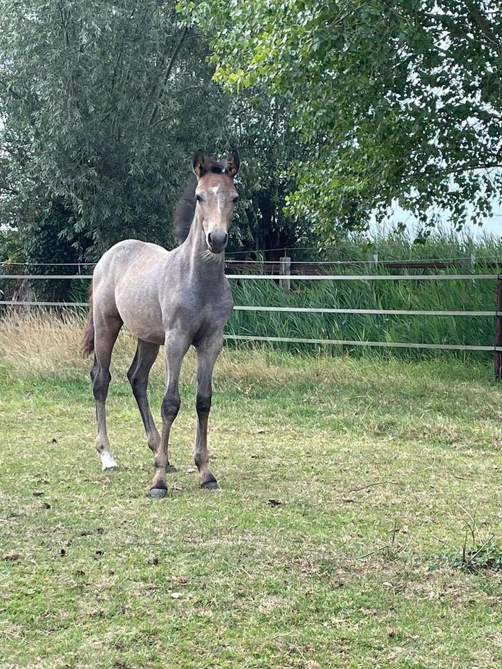 Lieve D pony hengst veulen, spring gefokt, Dieren en Toebehoren, Paarden, Hengst, Niet van toepassing, Minder dan 160 cm, 0 tot 2 jaar