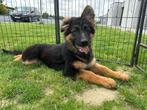 Langharige Duitse Herder puberpup, Dieren en Toebehoren, Honden | Herdershonden en Veedrijvers, België, 15 weken tot 1 jaar, Eén hond