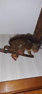 Taxidermie écureuil empaille, Enlèvement, Utilisé, Autres, Animal empaillé
