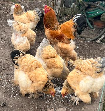 Brahma broedeieren beschikbaar voor biedingen