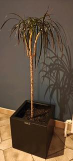 Drakenbloedboom + pot, Tuin en Terras, Ophalen