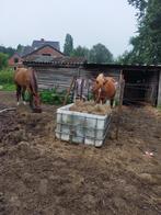 Weides, Dieren en Toebehoren, Weidegang, 4 paarden of pony's of meer