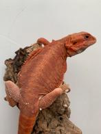 Pogona red, Dieren en Toebehoren, Reptielen en Amfibieën, Hagedis, 0 tot 2 jaar