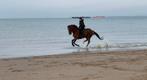 Spring/recreatie/gezins paard te koope, Dieren en Toebehoren, Ruin, Springpaard
