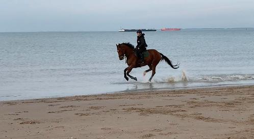 Spring/recreatie/gezins paard te koop, Dieren en Toebehoren, Paarden, Ruin, Springpaard