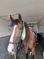 Springpaard 6 jarige ruin, Dieren en Toebehoren, Springpaard, Met stamboom, Ruin, Niet van toepassing