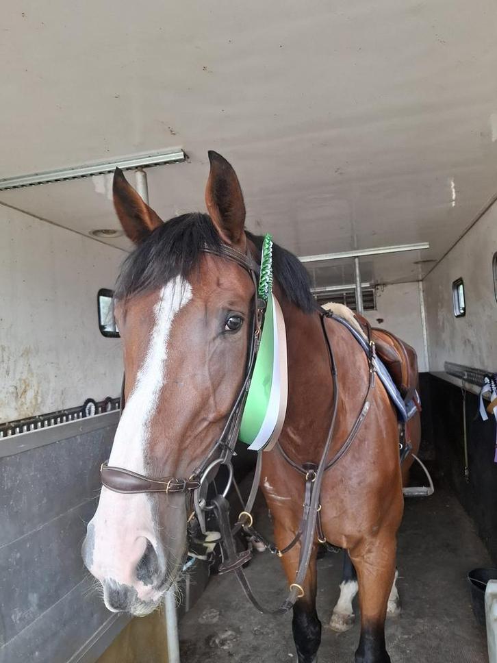 Springpaard 6 jarige ruin, Dieren en Toebehoren, Paarden, Ruin, Niet van toepassing, 170 tot 175 cm, 3 tot 6 jaar, Springpaard