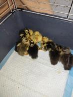 Indische loopeend pulletjes/kuikens, Dieren en Toebehoren, Pluimvee, Eend