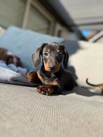 Lieve Teckels pups te koop, Dieren en Toebehoren, Honden | Teckels en Dashonden, België, Fokker | Hobbymatig, 8 tot 15 weken, Korthaar
