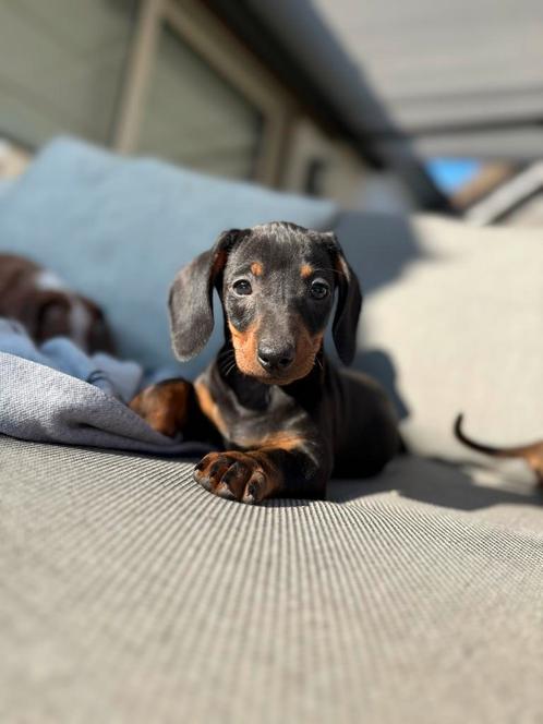 Lieve Teckels pups te koop, Dieren en Toebehoren, Honden | Teckels en Dashonden, Meerdere dieren, Korthaar, Dwerg, Fokker | Hobbymatig