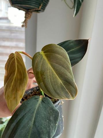 Philodendron Gigas beschikbaar voor biedingen