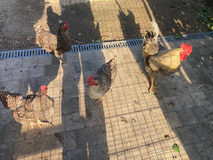 (1) Bleu de landes haan te koop, Dieren en Toebehoren, Pluimvee, Kip, Mannelijk