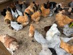 Zijdehoen, cochin kriel ameraucana marans