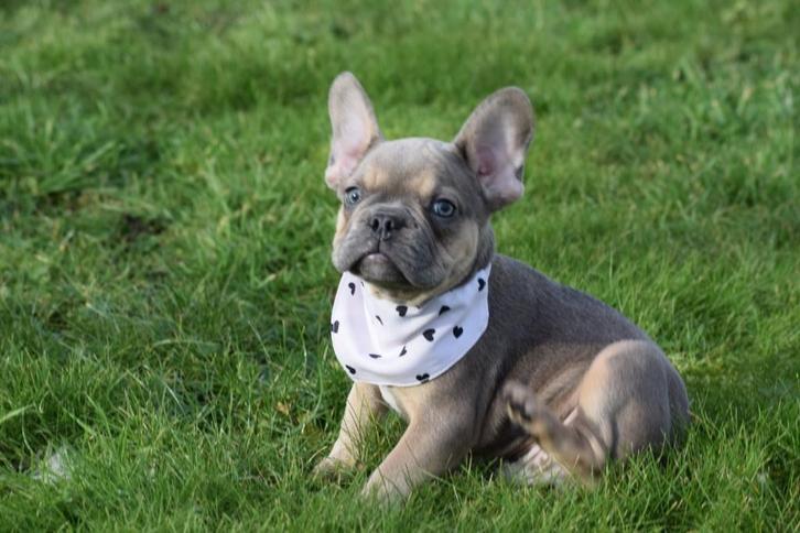 Chiots bouledogue français de toutes les couleurs, Animaux & Accessoires, Chiens | Bouledogues, Pinschers & Molossoïdes, Plusieurs animaux