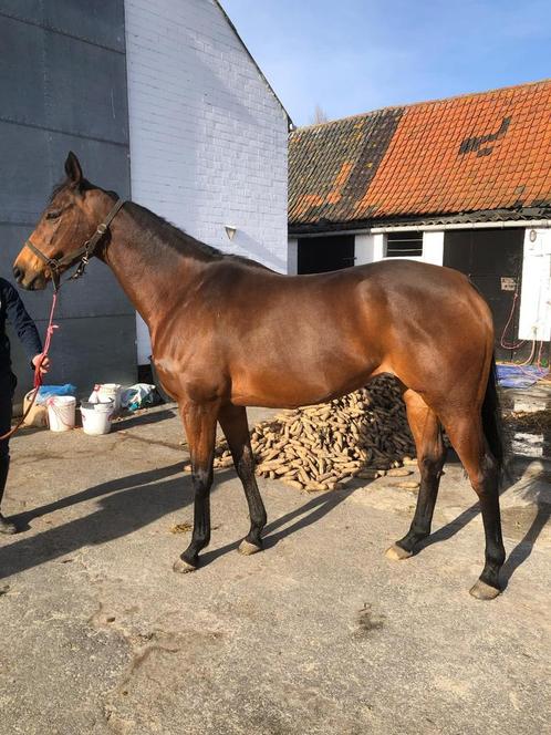 Prachtige merrie, Dieren en Toebehoren, Paarden, Merrie, Zadelmak, 160 tot 165 cm, 7 tot 10 jaar, Recreatiepaard, Met stamboom
