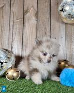 Chiot de Poméranie/Chiot pygmée/pompon / petit loulou, Loulou, Plusieurs, Parvovirose, Belgique