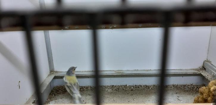 bot vinken, Dieren en Toebehoren, Vogels | Overige Vogels, Wildzangvogel, Meerdere dieren, Tam, Geringd