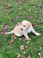 Blonde labrador teefjes, Dieren en Toebehoren, Honden | Retrievers, Spaniëls en Waterhonden, België, Fokker | Hobbymatig, 8 tot 15 weken