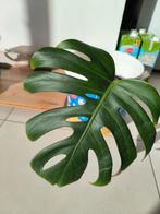 Monstera deliciosa, Huis en Inrichting, Ophalen