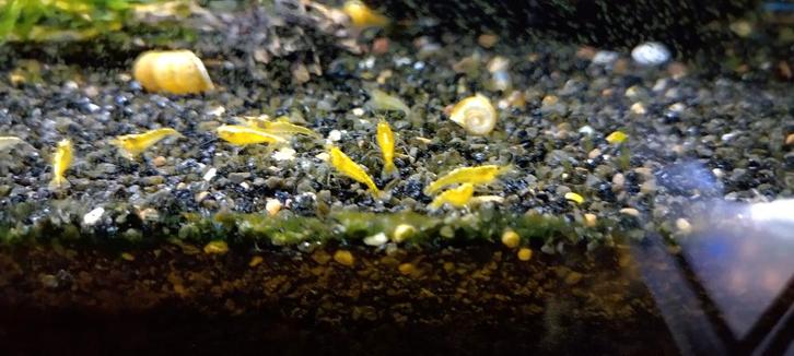 Neocaridina cf. davidi - Yellow Stripe, Dieren en Toebehoren, Vissen | Aquariumvissen, Zoetwatervis, Kreeft, Krab of Garnaal, Schoolvis