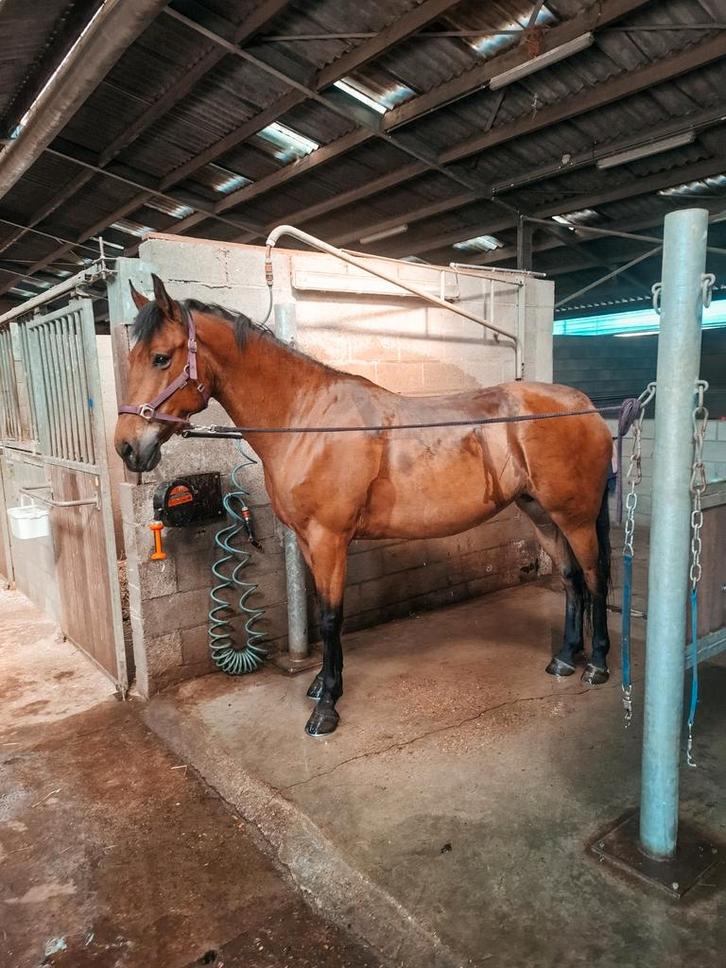 Halve stal gezocht, Dieren en Toebehoren, Paarden, Merrie