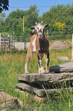 Gecastreerd dwerggeitje, Dieren en Toebehoren, Schapen, Geiten en Varkens